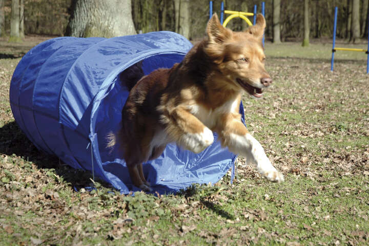 dobar Agility Tunnel